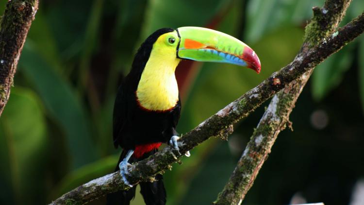 Toucan