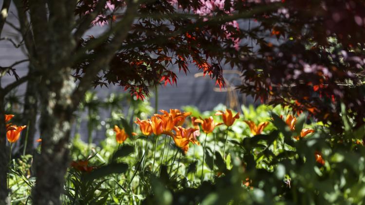 Spring flowers at the Eden Project