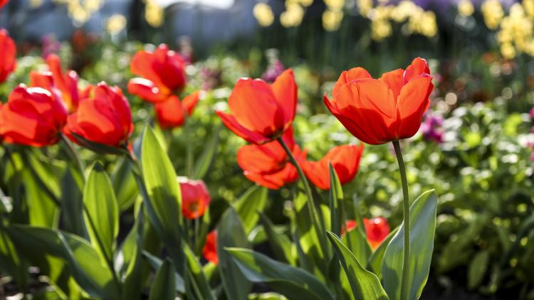 Tulips in Spring