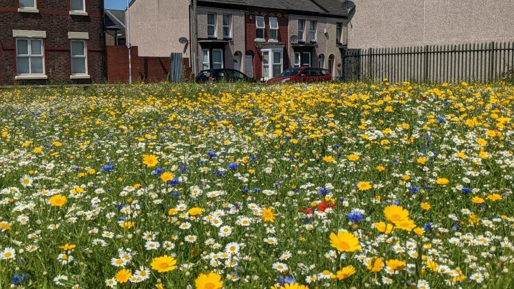 Wildflowers growing in Bootle