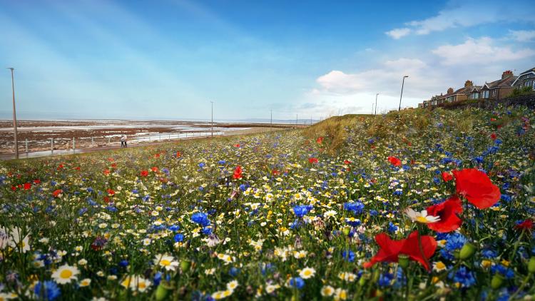 Wildflower meadow artist's impression