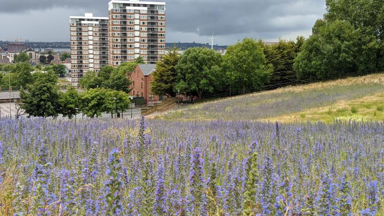 Wildflowers growing in town