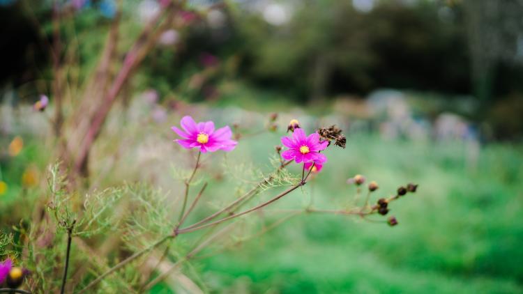 Pink flowers in Therapy Garden