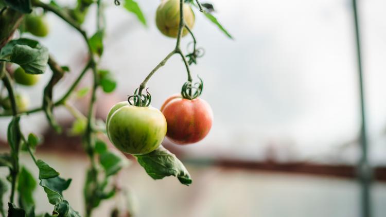 Tomatoes growing from plant