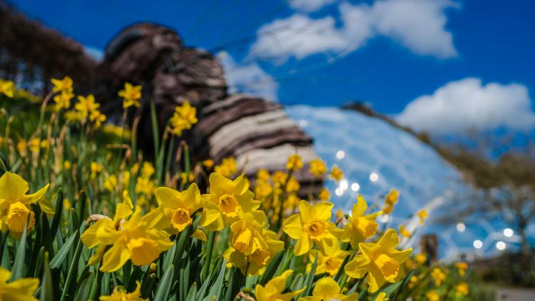 Daffodils with giant bee sculpture and Eden Biomes in the background