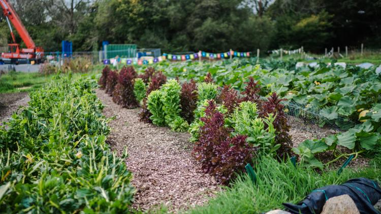 Vounder Therapy Garden crops growing