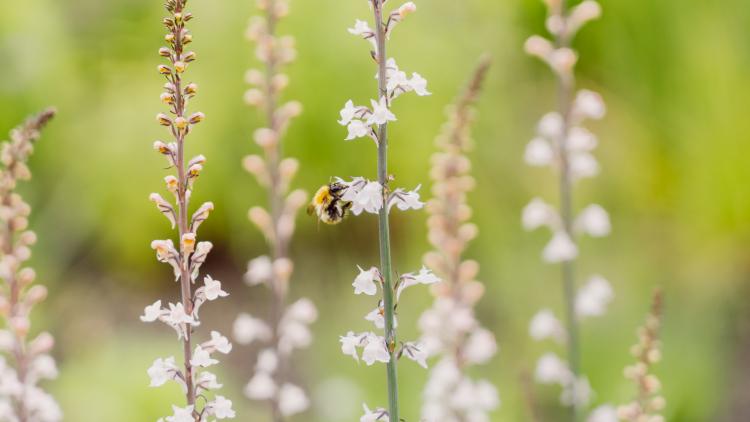 Bee on flowers