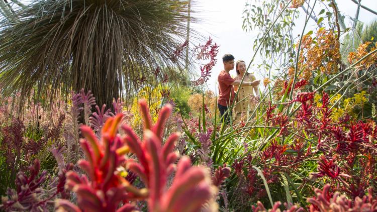 Couple looking at plants in Med Biome