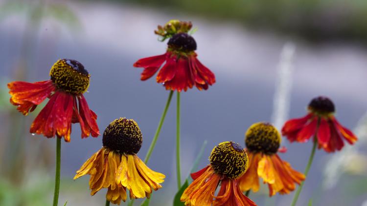 Orange flowers