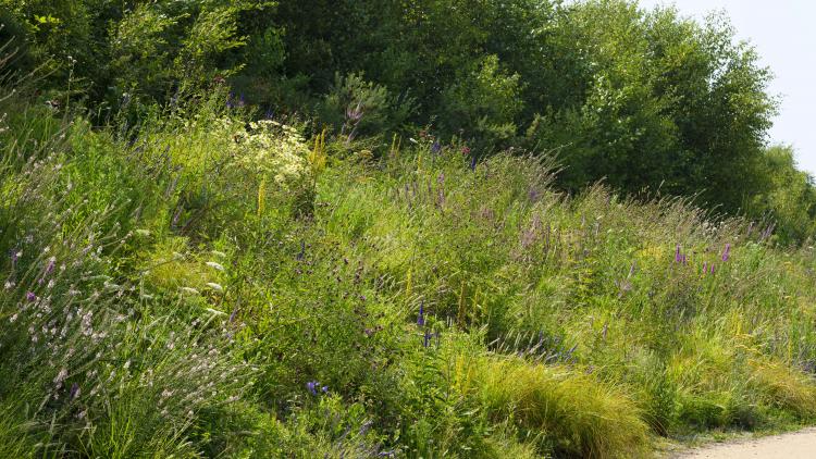 Wide view of a flowering border of the planted Pollinator Pathmaker artwork