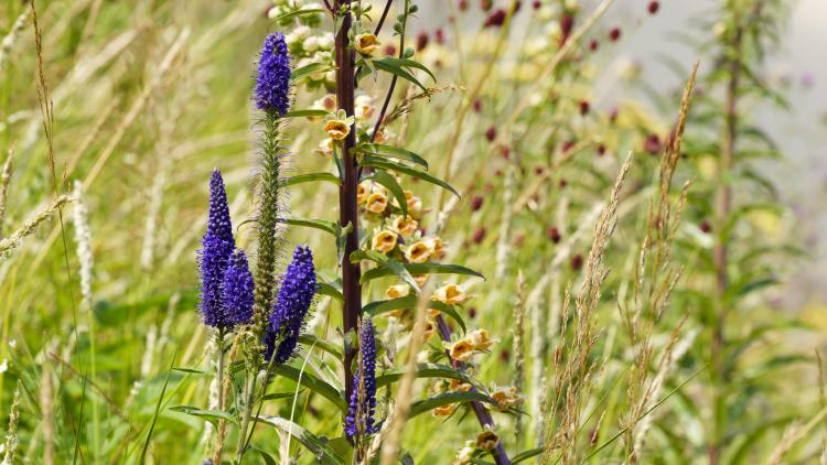 Detail of purple and yellow flowers