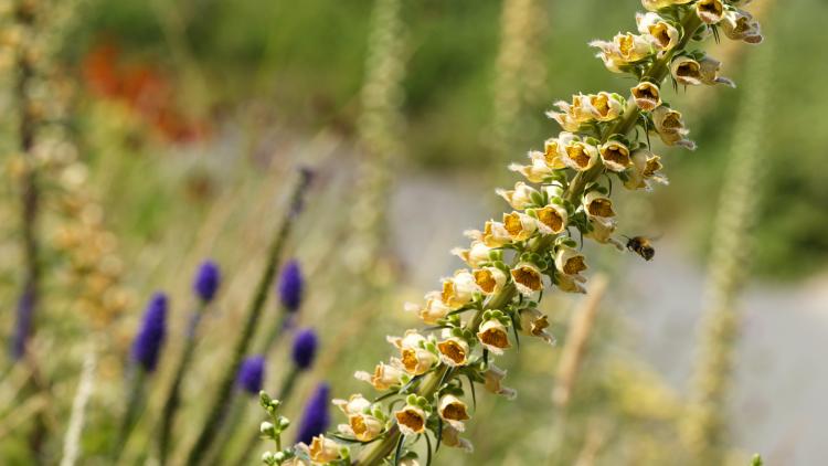 Bee flowering towards yellow flowers