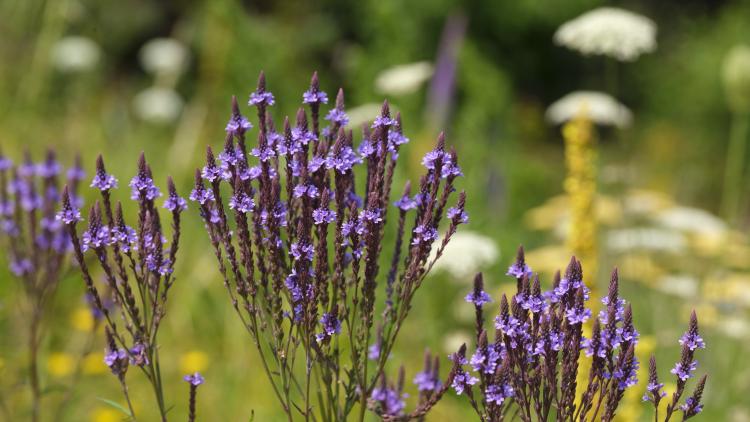 Purple flowers