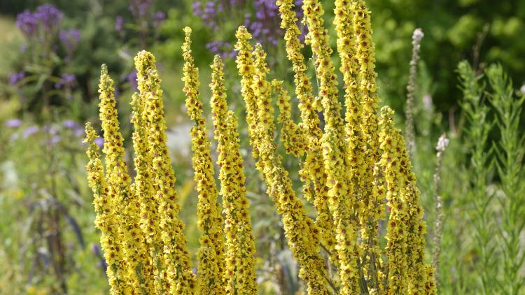 Yellow flowers