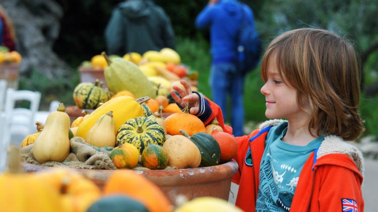 Boy looking a piles of pumpkins and squash display