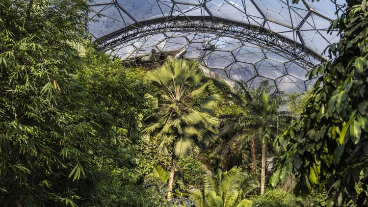 Rainforest Biome 