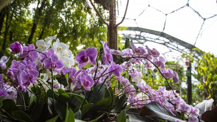 Purple and white orchid flowers in Rainforest Biome