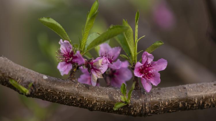 Pink blossom on a branch