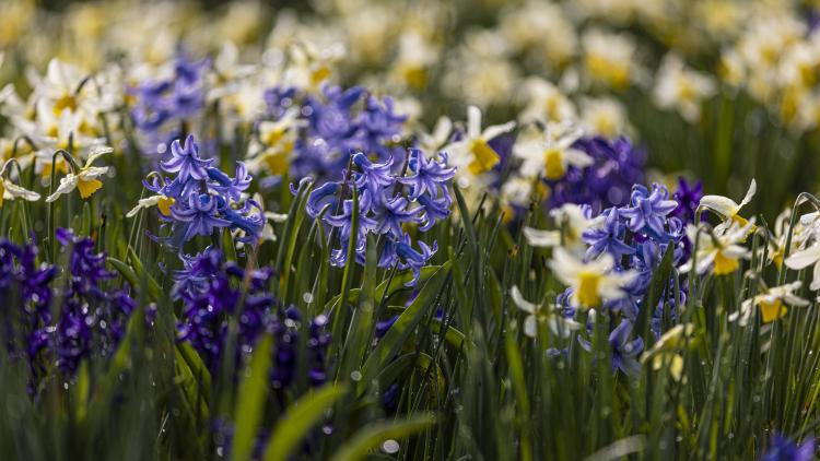 Spring flowers at the Eden Project