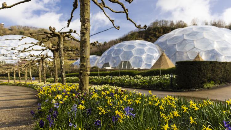 Spring flowers lining the paths at the Eden Project