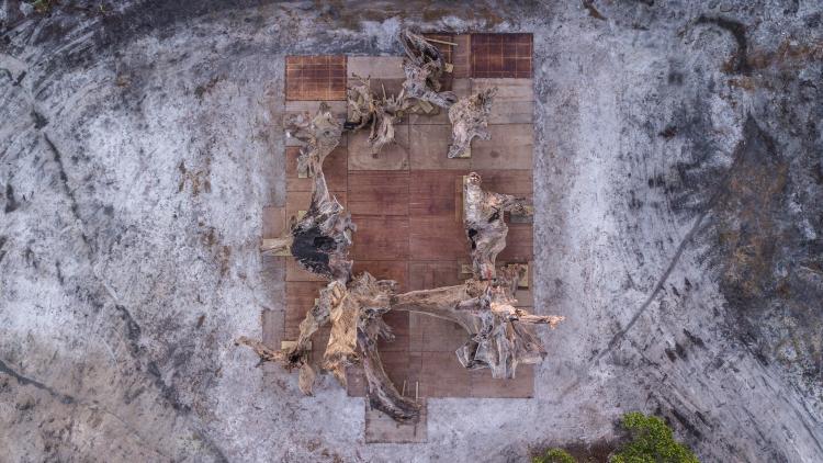 Aerial view of roots before the were cast