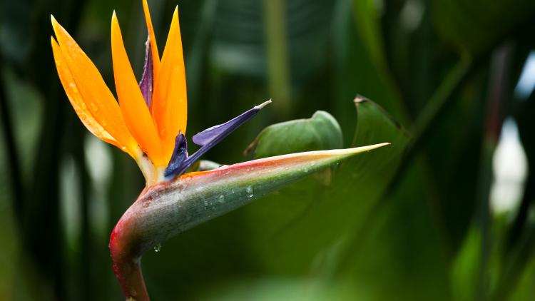 Strelitzia 'bird of paradise' plant