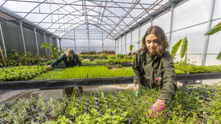 Gardeners tending to plants in a plant nursery