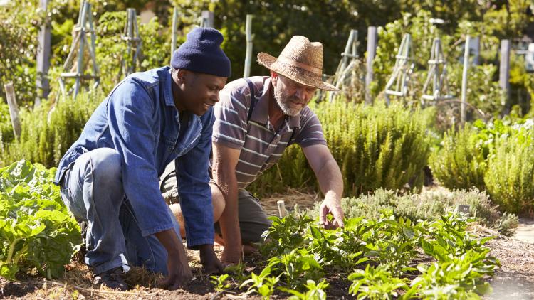 Two men gardening