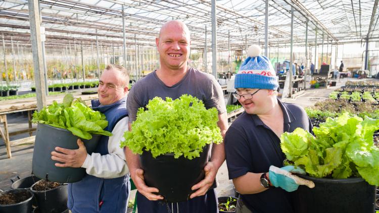 Three men holding pots of salad growing in a green house