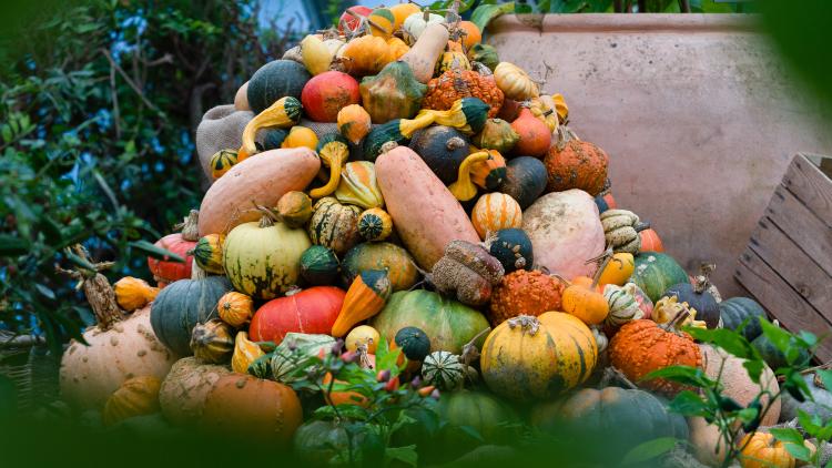 Pile of pumpkins