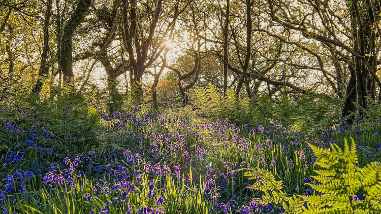 Bluebells in woods