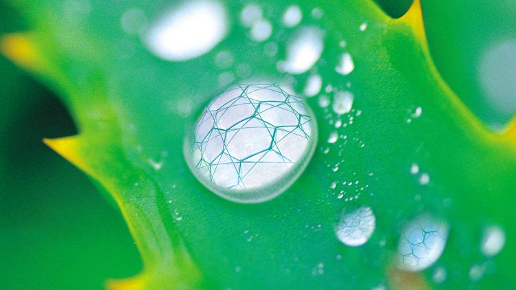Water droplet on a leaf with the reflections of Eden's Biomes