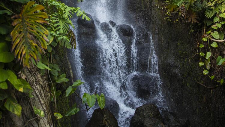 Waterfall in Rainforest Biome