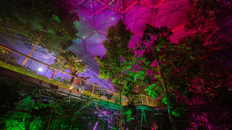 Family on a bridge in the Rainforest Biome enjoying spectacular Christmas lights