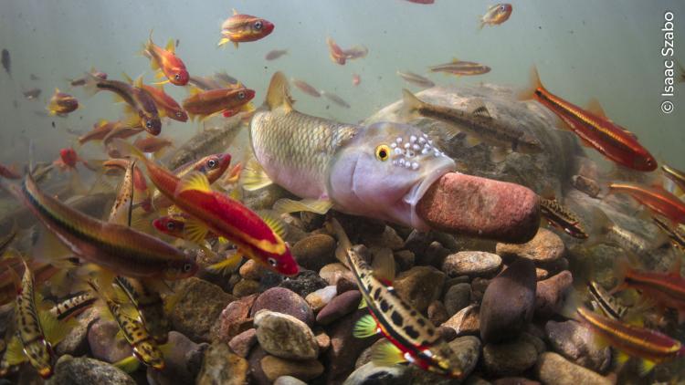A river chub’s nest