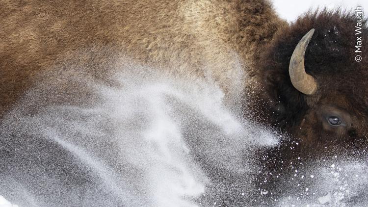 Bison in the snow