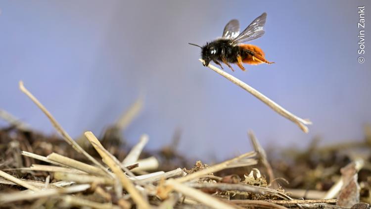 Mason bee at work