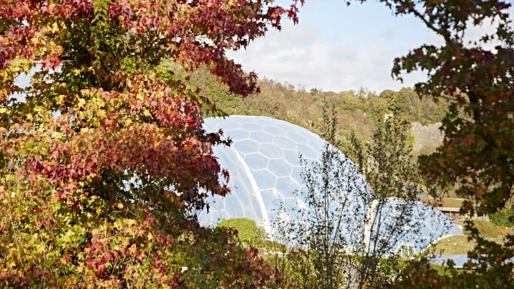 Autumn colour at the Eden Project