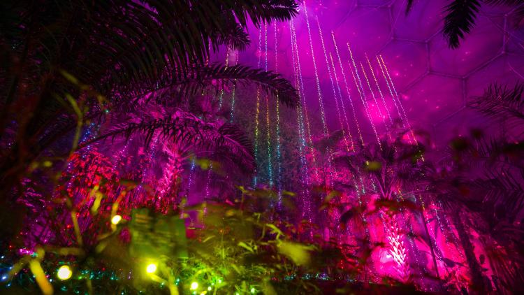 Wall of colourful lights in the immersive Christmas lights experience in the Rainforest Biome