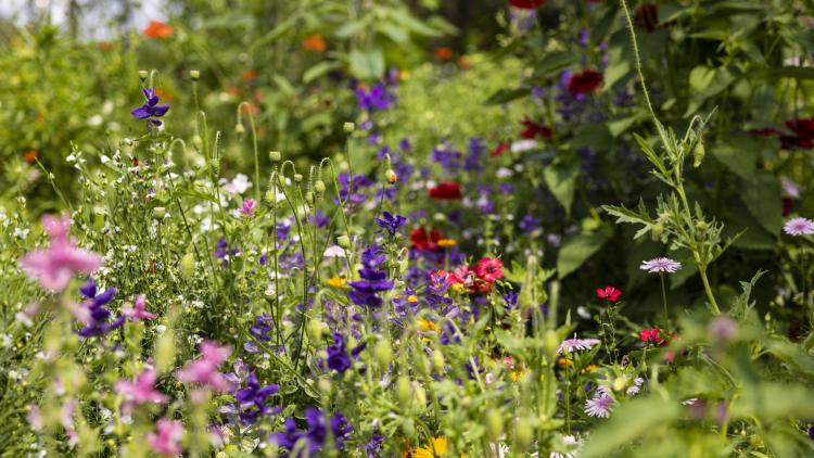 Colourful flowers