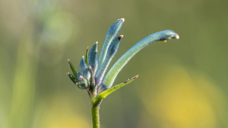 The new blue-green variety of kangaroo paw called masquerade. 