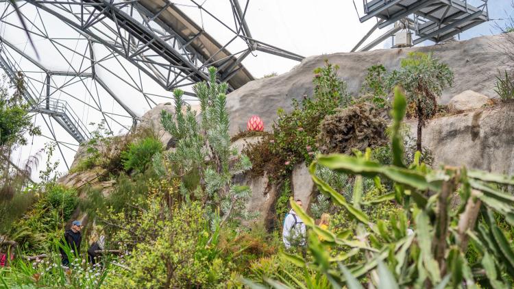 Dragon egg in the Mediterranean biome