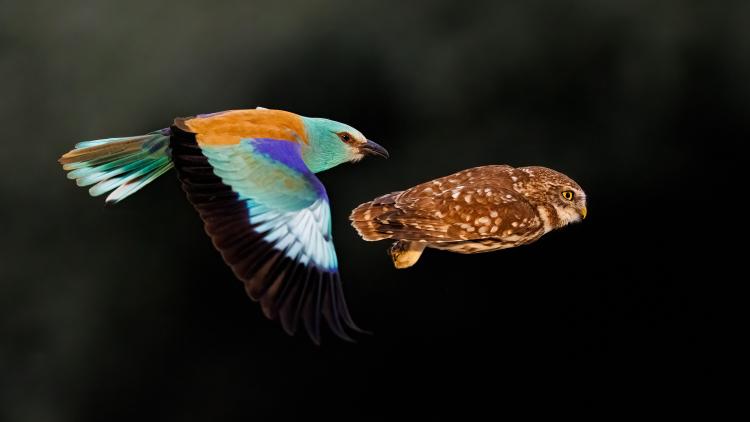 Two birds flying through the sky side by side