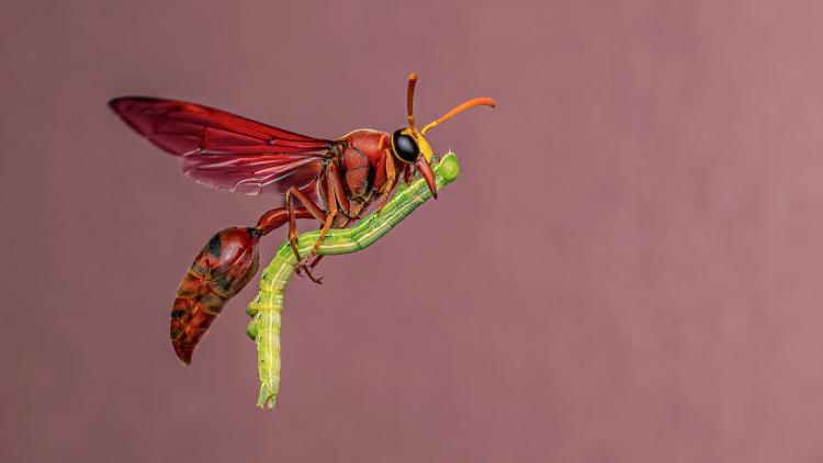 Flying insect with prey