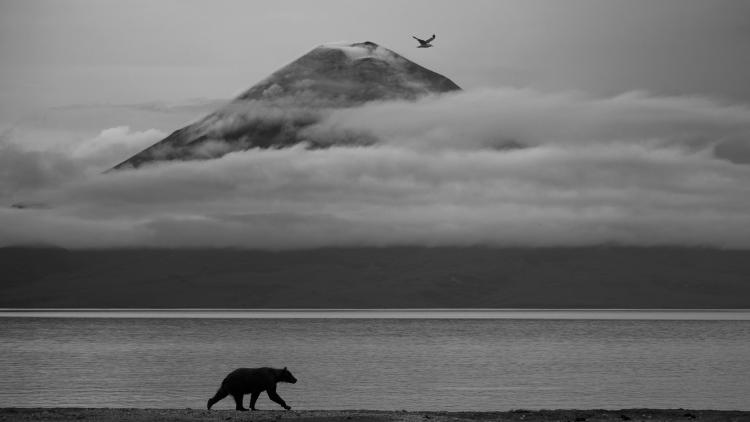 Polar bear walking alongside the water edge