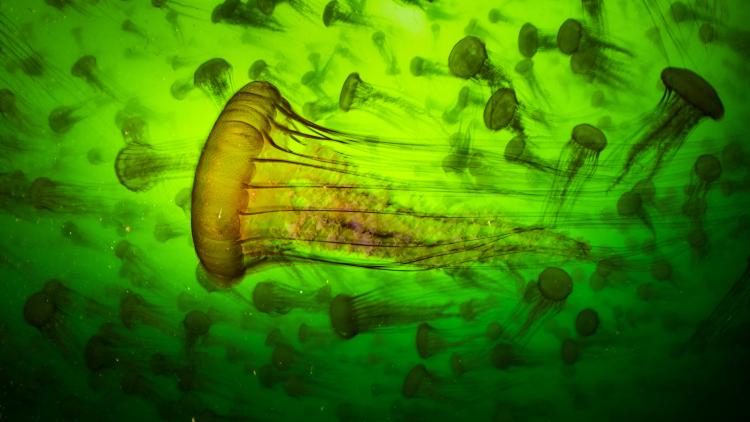Wildlife photographer of the year image