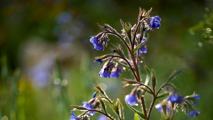 Blue flowers