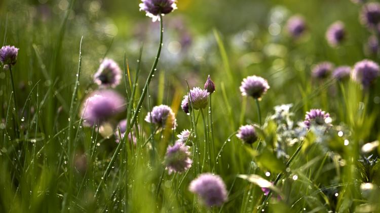 Pink chive flowers
