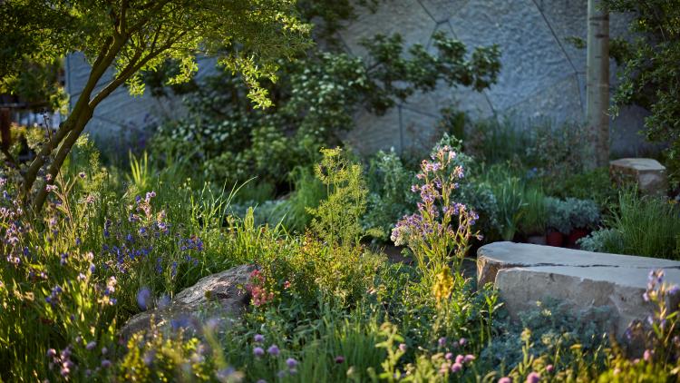 Sweeping meadow-like planting 