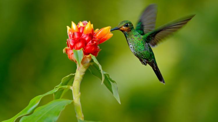 Hummingbird collects nectar from a flower